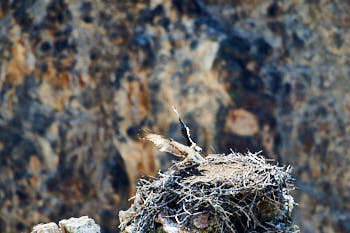 Wildlife Yellowstone<br>NIKON D4, 850 mm, 800 ISO,  1/1000 sec,  f : 7.1 